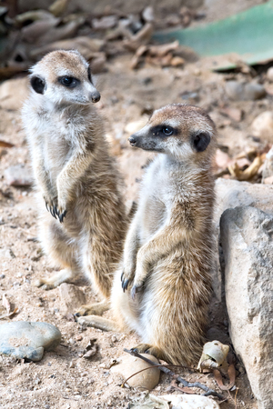 Two meerkats standing guard. (meerkat or suricate)の写真素材