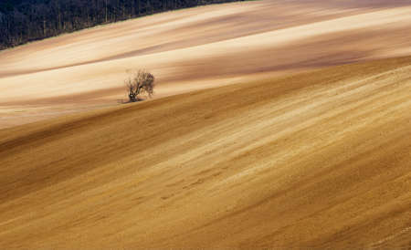 Early spring landscape with tree, field and forest. Agricultureの写真素材