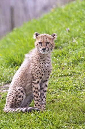 A shot of a cheetah cub (young cheetah)の写真素材