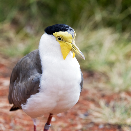 A closeup of the head of a masked lapwing (also known as the masked plover)の写真素材