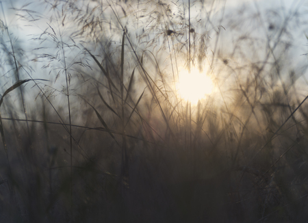 Grass and sun (backlight) in the evening, (abstract background)の写真素材