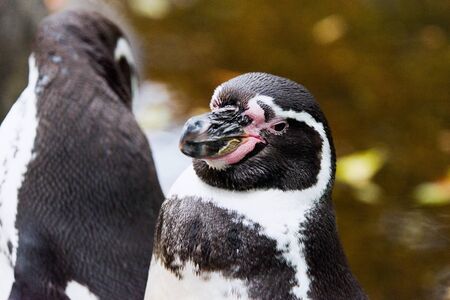A closeup of the head of a penguinの写真素材