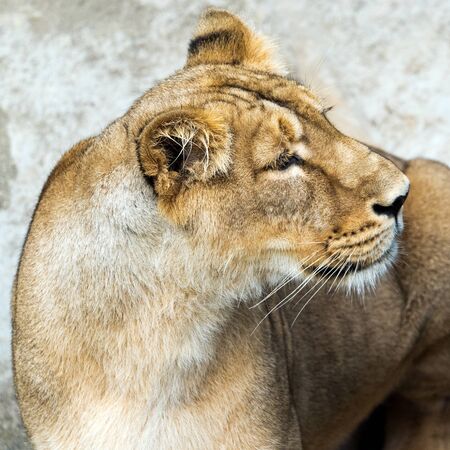  A closeup of the head of a lioness (female lion)の写真素材