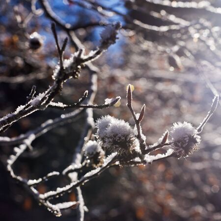 Hoarfrost and twigs of beech in winter seasonの写真素材