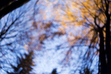 Autumn forest, look up into the treetops, abstract background