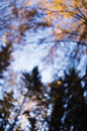 Autumn forest, look up into the treetops, abstract backgroundの写真素材