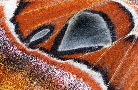 Close-up of a moth wing (Atlas moth)の写真素材