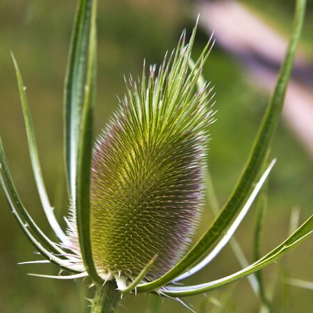 A close-up of green plant with an egg-shaped head (teasel)の写真素材
