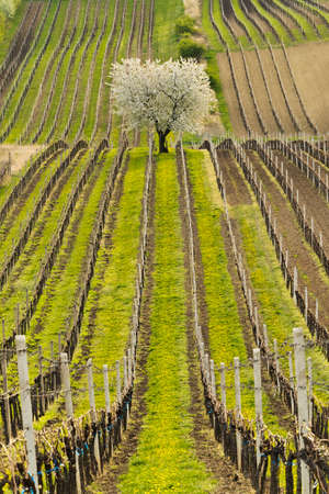 Spring landscape with vineyards. South of Moravia, Czech Republic.の写真素材