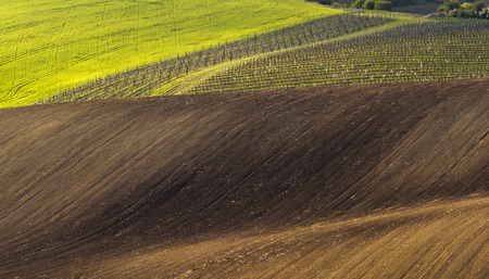Spring wavy landscape with green and brown field and vineyardの写真素材