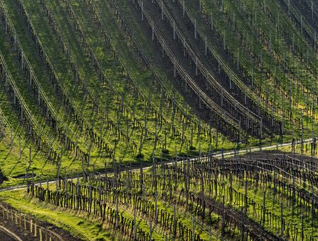 Spring landscape with vineyards.の写真素材