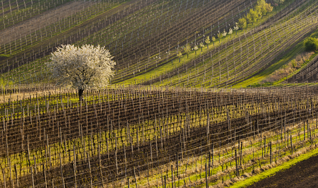 Spring landscape with vineyards. South of Moravia, Czech Republic.の写真素材