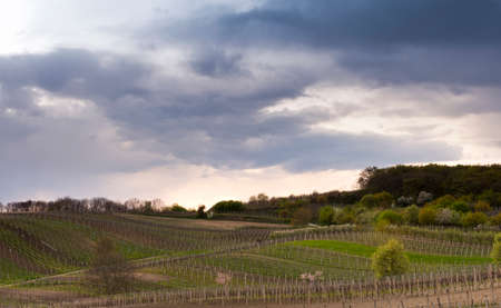 The spring landscape with vineyards in the evening.の写真素材