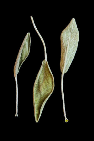 Dry sage leaves (salvia, also called garden sage, or common sage) on the black backgroundの写真素材