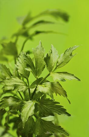 Leaves of lovage on the green backgroundの写真素材