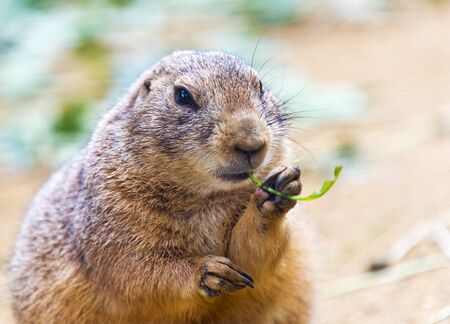 A black-tailed prairie dog eating plantの写真素材