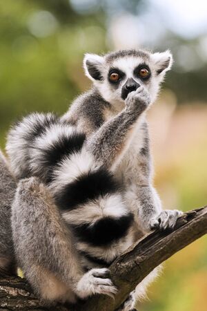 A ring-tailed lemur sitting on a branch (Lemur catta)の写真素材
