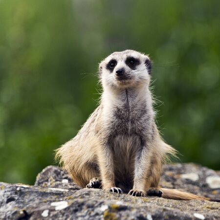 A meerkat (suricate) is on guard, looks around and patrolling
