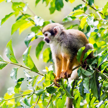 A common squirrel monkey sitting on a branchの写真素材