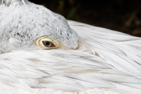 A closeup of the head of a pelicanの写真素材