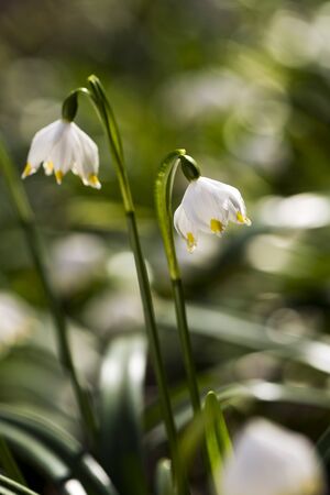 Detail of snowflake (snowbells, dewdrops) plant blooming in the springの写真素材