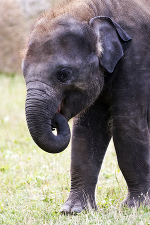 A closeup of the head of a young elephant (Asian or Asiatic elephant)の写真素材