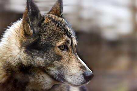 A closeup of the head of a dog (Husky), side viewの写真素材
