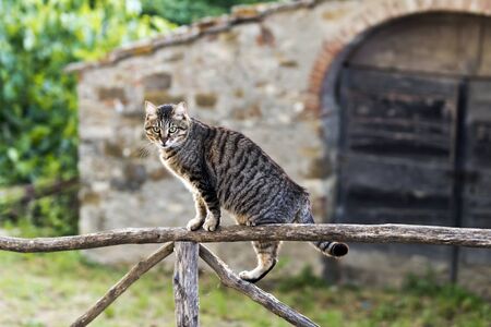 A tabby cat standing on a wooden fenceの写真素材