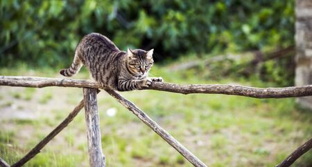 A tabby cat stretching on a wooden fenceの写真素材