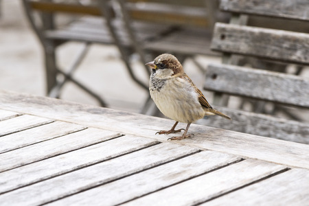 A portrait of a small bird. A sparrow.