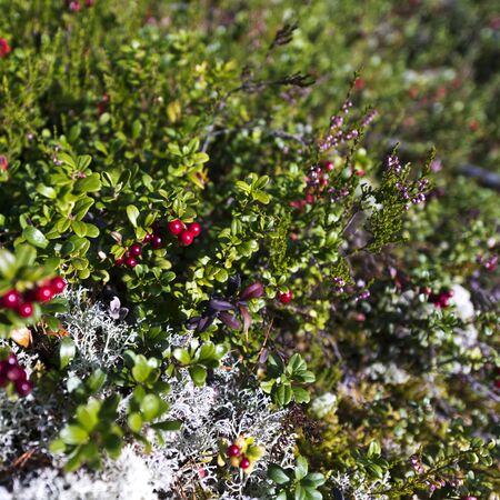 Ripe cranberries (lingonberries) in the woods. Finlandの写真素材