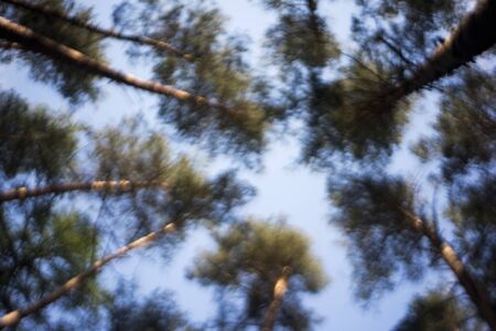 A view up to the treetops (pine). Background out of focus.の写真素材