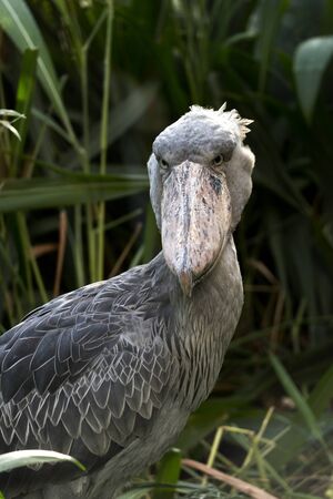 Portrait of a shoebill (also known as whalehead or shoe-billed stork)の写真素材