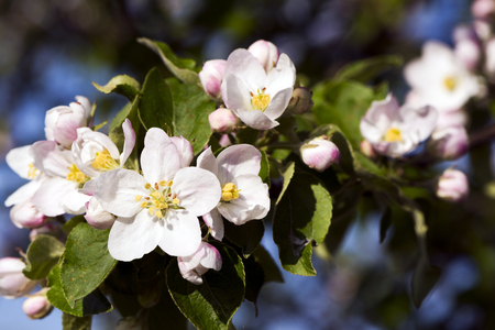 A closeup of a flower of an apple treeの写真素材