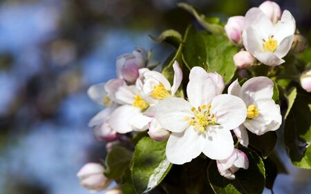 A closeup of a flower of an apple treeの写真素材