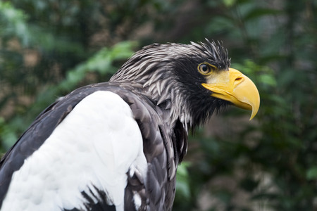 A closeup of the head of a Steller's sea eagle (white-shouldered eagle)の写真素材
