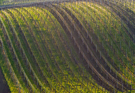 Wavy landscape with vineyard in springtime. Backgroundの写真素材