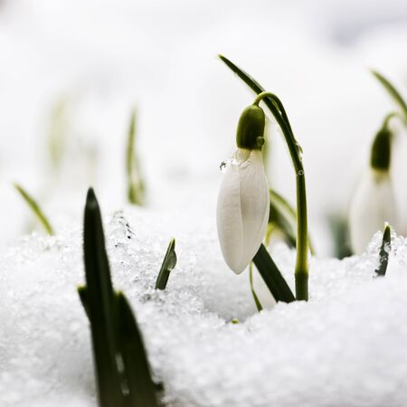 A snowdrop (Galanthus) flower in a snowy garden in early spring の写真素材