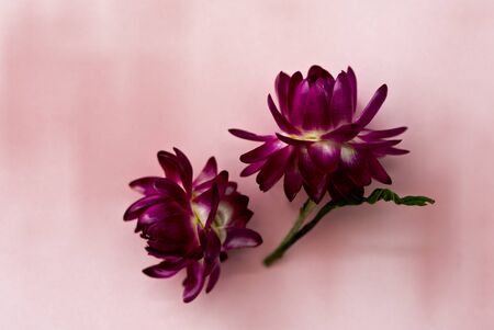 Two dark pink blossoms of everlasting flowers (strawflowers) on a pink background. Top viewの写真素材