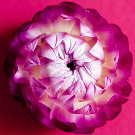 A closeup of a pink blossom of everlasting flower head (strawflower). Top viewの写真素材