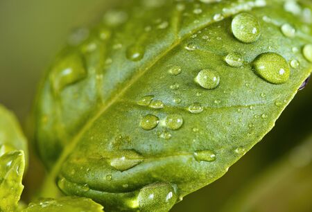 A closeup of basil leaf  (back side) with water drops