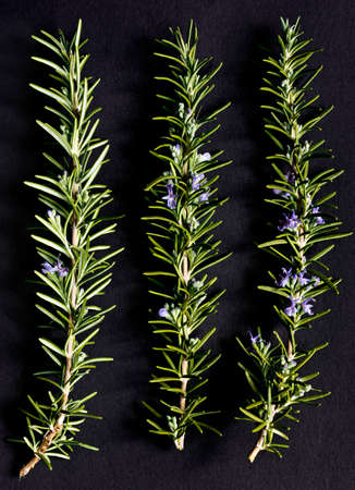 Three twigs of a rosemary with purple blossoms on a dark backgroundの写真素材