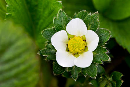 A closeup of a flower of strawberries in the garden in springの写真素材