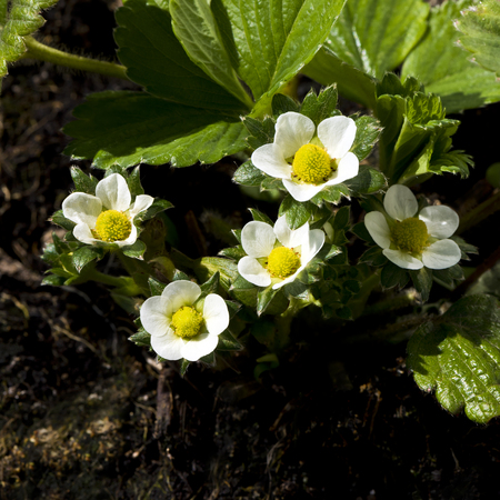 A closeup of strawberries in bloom in the garden in springtime  の写真素材