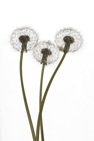 Three dandelions (seed head) on the white background.の写真素材