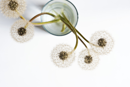 Five dandelions (seed head) in a glass of water on the white background.の写真素材