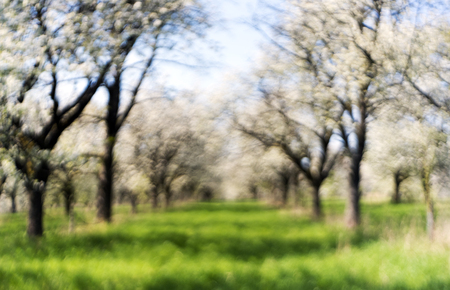 A cherry orchard in bloom in springtime. Out of focusの写真素材
