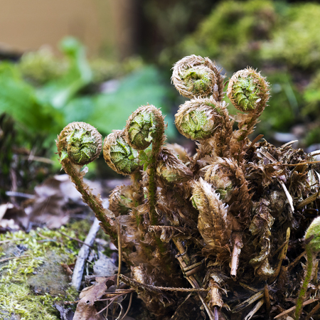 A fern unrolling young fronds in springの写真素材