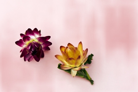 Two blossoms of everlasting flowers (strawflowers) on a pink background. Top viewの写真素材