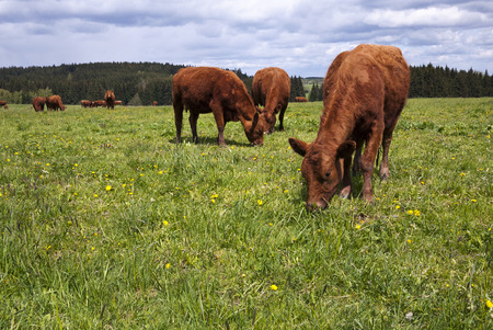 A herd of cattle on a pasture in spring